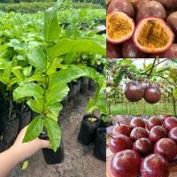 ราคา ต้นเสาวรสสีม่วงหรือไทนุง (พันธุ์หวาน) 1ต้น (26454500375)