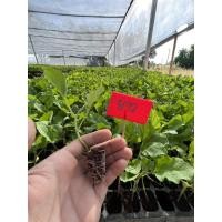 ราคา ต้นกล้าพริก มะเขือ สวยพร้อมปลูกต้นกล้าแข็งแร (20770902613)