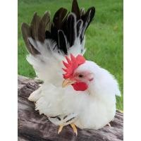 ราคา ไข่ไก่แจ้ ไข้เชื้อ ไก่แจ้ขาวหางดำ (18371293060)