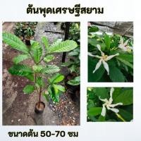 ราคา ต้นพุดเศรษฐีสยาม พุดเศรษฐีสยาม (41921994725)
