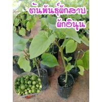 ราคา ต้นพันธุ์ผักสาบ หรือผักอีนูนสายพันธุ์ทวายลูกกลม (28121655839)
