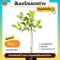 ราคา ต้นส้มเดโกปองด่าง ไม้ประดับ ใบด่างสวย ผลไม้ด่าง ต้นไม้แปลก ต้นไม้หายาก (14138573262)