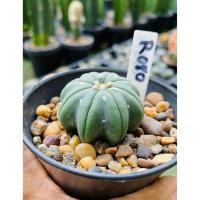 ราคา แอสโตรไฟตัม สตาร์เชฟ ปลาดาว ปลาดาวจีน Star shape Astrophytum Cactus กระบองเพชร (23121200613)