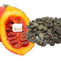 ราคา ต้นฟักข้าว เมล็ดพันธุ์ต้นฟักข้าว 10 เมล็ดพันธุ์ ปลูกง่าย มีบริการเก็บเงินปลายทาง (21193938371)