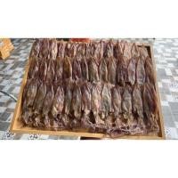 ราคา หมึกแพไข่เล็ก ไข่แน่นทุกตัว ของฝากจากปากน้ำปราณ (40759109361)