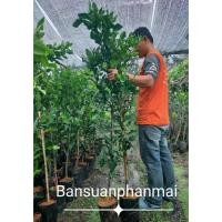 ราคา ต้นมะกรูดหอม ต้นทาบกิ่ง สูง 1.3-1.5 เมตร (25560535672)