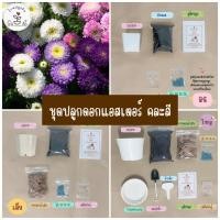 ราคา LXG : ชุดปลูกดอกแอสเตอร์ คละสี ชุดพร้อมปลูกดอกแอสเตอร์ ชุดปลูกดอกไม้ มี 3 ขนาด ราคาไม่แพง ดอกแอสเตอร์ (15456588017)