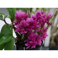 ราคา กล้วยไม้หวายแคระญี่ปุ่น ฮิบิกิ ออกดอกเก่ง (23160792542)