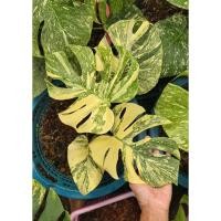 ราคา Monstera green snow มอนสเตอร่า กรีนสโน (29075291270)