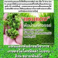 ราคา แหนแดงไมโครฟิลล่า แหนแดงพันธ์เกษตร 1 กิโล 28บาท ใช้โค้ดลดราคาได้ (15515358473)