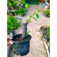 ราคา ต้นตะโก บอนไซตะโก ติดดีแล้ว ได้อายุผิวดำ (13419597478)