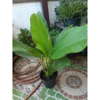 ราคา ต้นเศรษฐีวิลสัน ต้นไม้แห่งโชคลาภ ไม้มงคล เศรษฐีวินสัน (9074255893)