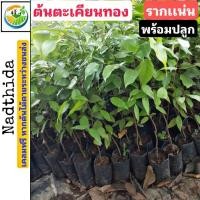 ราคา ต้นตะเคียน 30-35 ซม. ตะเคียนทอง (6937434657)