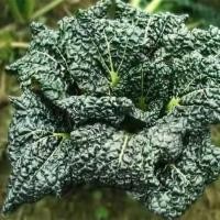 ราคา 300เมล็ด เมล็ดพันธุ์ ผักกวางตุ้ง แทตฉ่อย หรือกวางตุ้ง ดอกไม้ไฟ Tatsoi Seeds Vegetable Seeds ผักออร์แกนิก เมล็ดพันธุ์ผัก (41927428821)