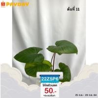 ราคา เสน่ห์จันทร์แดง ว่านเสน่ห์จันทร์แดง ไม้มงคล ♥️ (13216954244)