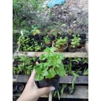 ราคา วอเตอร์เครสฮาวาย ต้นวอเตอร์เครส (5903800334)