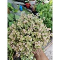 ราคา ต้นริบบิ้นชาลีสีทองอมชมพูสวยๆ (10890380934)