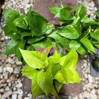 ราคา ต้นพลูสีทอง_พลูเขียว_พลูใบด่าง (6860802791)