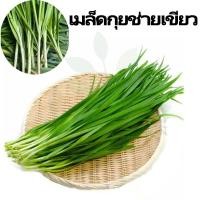 ราคา เมล็ด เมล็ดกุยช่ายเขียว (เป็นผักที่มีกลิ่นหอม ใบมีลักษณะแบน เช่น ขนมกุยช่าย หรือ กุยช่ายทอด) (40259120323)