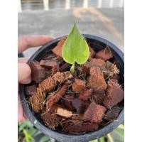 ราคา ต้นนางกวักด่างเหลือง Alocasia Cucullata Variegated (13358024359)
