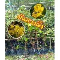 ราคา ต้นรวงผึ้ง/ต้นน้ำผึ้ง/ต้นสายน้ำผึ้งๅ(ไม้ประจำรัชกาลที่ 10) ต้นพันธุ์สูงประมาณ 50-60 ซ.ม. (จำนวน 1 ต้น/แพ็ค) (4438282785)