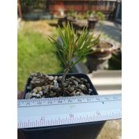 ราคา สนดำญี่ปุ่น สนดำเพาะเมล็ด ตัดรากแก้ว JapaneseBlackPine (22735033629)