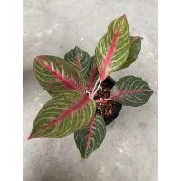 ราคา #อำนาจเจริญ #Aglaonema: #อโกลนีมา หรือ #แก้วกาญจนา (4263373948)