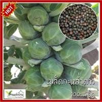 ราคา 100 เมล็ด กะหล่ำดาว Brussel Sprouts กะหล่ำดาว เมล็ดพันธุ์กหล่ำดาว เมล็ดกะหล่ำดาว (6075373174)