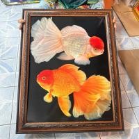 ราคา กรอบรูปภาพมงคล ปลาสวยงาม ปลาเงินปลาทอง ภาพเสริมฮวงจุ้ยบ้าน ร้านค้า ของขวัญ ของที่ระลึก ขึ้นบ้านใหม่ งานเกษียณ (21995463143)