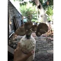 ราคา ก้อนเห็ดนางฟ้าภูฐาน 6 ก้อน ใส่ลังหนา 5 ชั้น เชื้อเห็ดเดินเติมก้อน (6177925648)