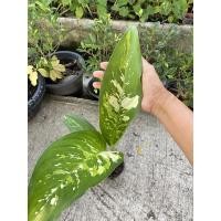 ราคา เทพนิมิตรด่าง ต้นไม้หายาก ไม้มงคลฟอกอากาศในห้องนอน ในบ้าน (16861335589)