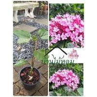ราคา นางแย้มจีนดอกสีชมพูหวานพร้อมส่งต้นตามภาพ (20461378769)
