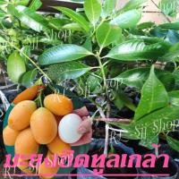 ราคา 4 ต้นต่อ 1 ชุด มะยงชิดทูลเกล้า ต้นสูงตั้งแต่ 25 ซม. ขึ้นไป เป็นต้นเสียบยอด พร้อมจัดส่ง (20316246598)