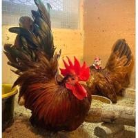 ราคา ไข่เชื้อไก่แจ้ สีโนรี (23922102613)