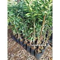 ราคา ต้นส้ม พันธุ์สายน้ำผึ้ง ฝาง ต้นทาบกิ่ง สูง 70-80 ซม. (3061485380)