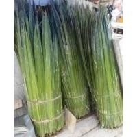 ราคา RUMBA LEAVES 100 ชิ้น DAHON/GAZEBO/KIRAI NATURAL KHO (48356207324)