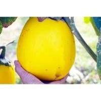 ราคา ต้นกล้า มะเขือเปราะยักษ์ มะเขือยักษ์หวาน กล้าละ 12บาท ซื้อ 10แถม2กล้า มะเขือยักษ์ (51056660094)