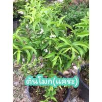 ราคา ต้นโมกเเคระ กระถาง5.5นิ้ว (18714765366)