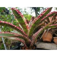 ราคา ขายเป็นหน่อหรือต้นลูก #สับปะรดสี #bromeliads #ไม้ด่าง #ไม้ประดับ #ไม้จัดสวน #ไม้มงคล (4795579757)