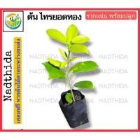 ราคา Nadthida ต้นไทรยอดทอง ไม้พร้อมปลูก ตรงปก ไม้ประดับ น่าปลูก ต้นไม้ตายระหว่างขนส่ง เคลมฟรี (23836322865)