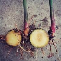 ราคา 1ต้น​ อ้อยพันธุ์​สุพรรณบุรี​50​ อ้อยคั้นน้ำ​ ต้นกล้า1ต้น (3632464363)