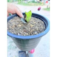 ราคา กวักมรกตดำ กวักมรกตดำเชื่อด่าง ขนาด 2 นิ้ว (56257560160)