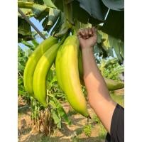 ราคา หน่อกล้วยงาช้าง (กล้วยลูกใหญ่) (40408272363)