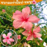 ราคา ชบา ลอร่าป๊อปชมพู ต้นชบา ชบาลอร่าป๊อป สีชมพู ต้นแข็งแรง ดอกใหญ่ (18477433692)