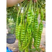 ราคา สะตอใต้10ฝัก แก่ๆ สดๆ สะตอนอกฤดูกาล (16291863596)