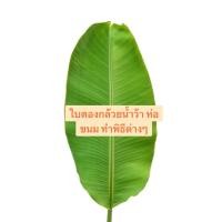 ราคา ใบตองสด กล้วยน้ำว้า (กระทง,ห่อขนม ข้าวต้มมัด,งานฝีทือ, DIY) ตัดสด ตามออเดอร์ (51151277478)