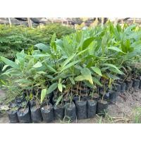 ราคา ต้นกระถินเทพา ชุดละ 40 ต้น พร้อมปลูก เกิดการเสียหาย รับผิดชอบทุกกรณี (25713473080)