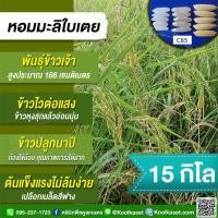 ราคา เมล็ดพันธุ์​ข้าว​ ท้องถิ่น ข้าวเจ้า หอมมะลิใบเตย C85 นาปี ไวแสง หอมนุ่ม กลิ่นใบเตย 15 กก. คูลเกษตร ไรซ์ KR18 (29472151091)