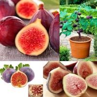 ราคา 600เมล็ด/ซอง Fig Tree Seed เมล็ดมะเดื่อฝรั่ง Figs สายพันธุ์ ของแท้ 100% มะเดื่อฝรั่ง หรือ ลูกฟิก Fig Seeds for Planting (52653815825)