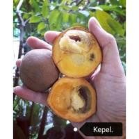 ราคา ต้นคีเปล (kepel) ทานแล้วตัวหอม กลิ่นเหงื่อหอม ฉี่หอม (21167855375)